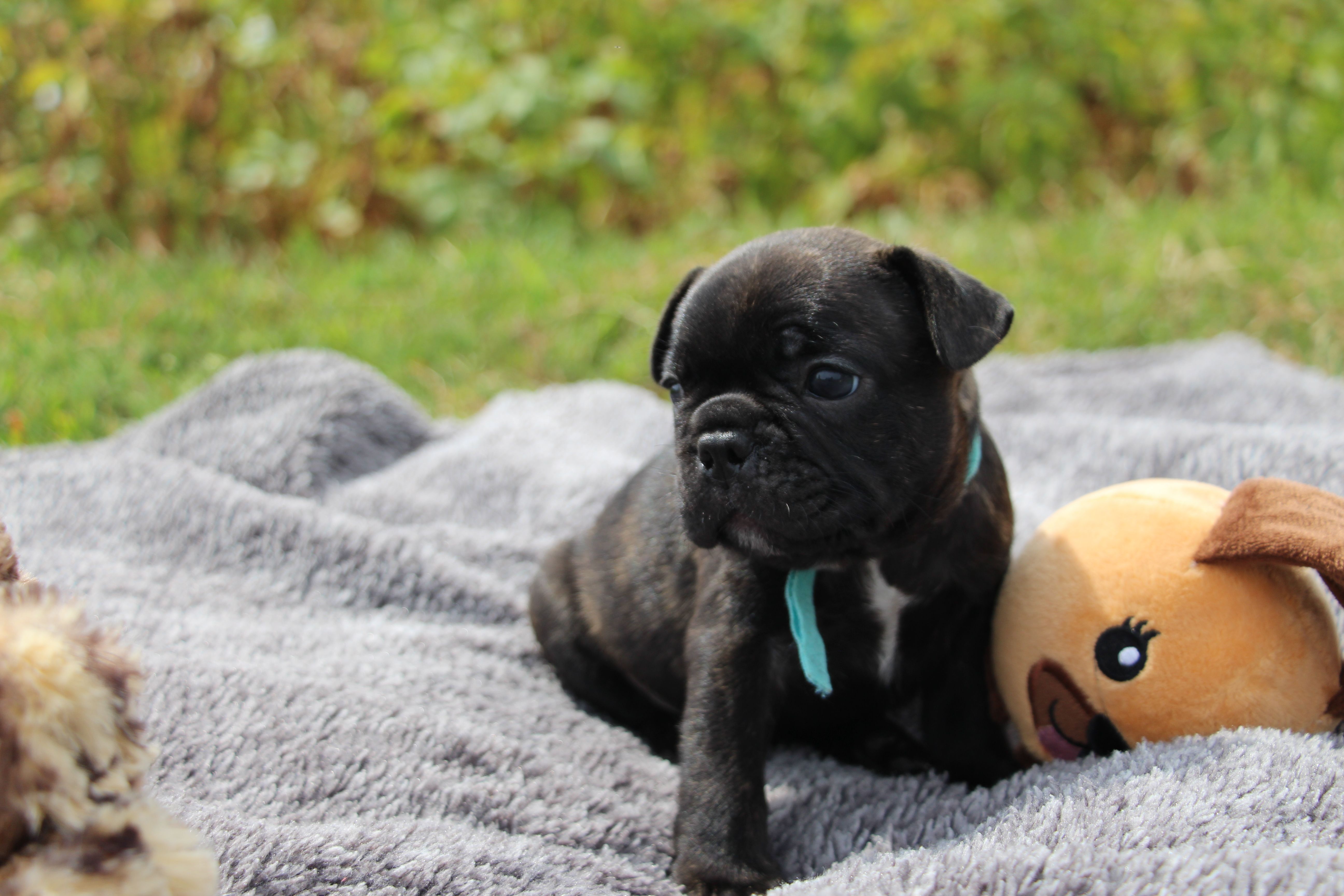 <svg class='blue'></svg> <b>Marrel</b> <svg class='blue'></svg>